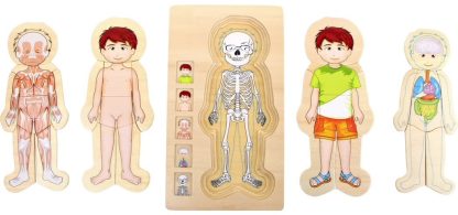 layers puzzle-body parts anatomy - boy-2