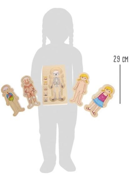 layers puzzle-body parts anatomy - girl-proportion